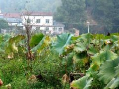 江西：增創(chuàng)江西中醫(yī)藥優(yōu)勢(shì)，提升帶動(dòng)大健康產(chǎn)業(yè)規(guī)劃發(fā)展