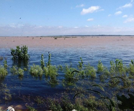 發展都市農業 打造鄉村振興的坊子樣板