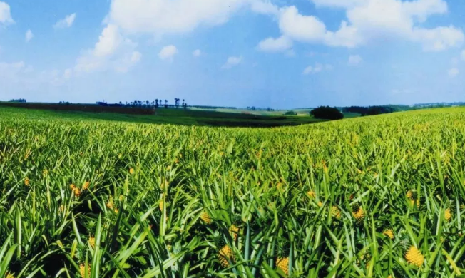 21個中央一號文件，一部中國農業現代史