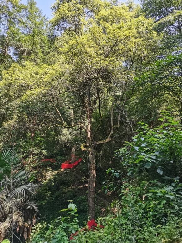 發(fā)力五型經(jīng)濟(jì)，著力打造“中國(guó)龍腦之都”